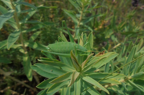 Isophya zubovskii