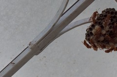 Pachysomoides fulvus