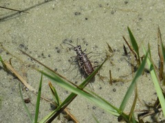 Ellipsoptera marginata
