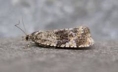 Olethreutes astrologana