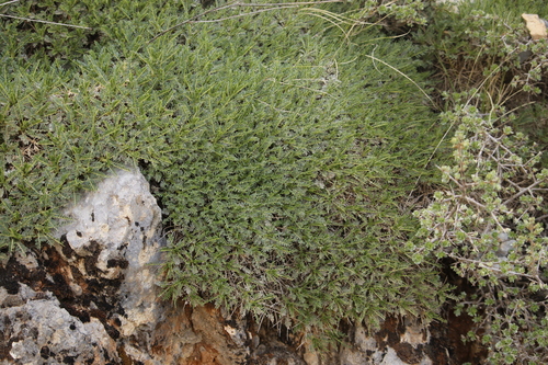 Image of Astragalus angustifolius by (c) juliusp, some rights reserved (CC BY)