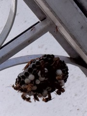 Pachysomoides fulvus