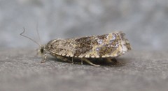 Olethreutes astrologana