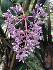 Medinilla cummingii