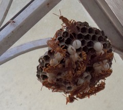 Pachysomoides fulvus