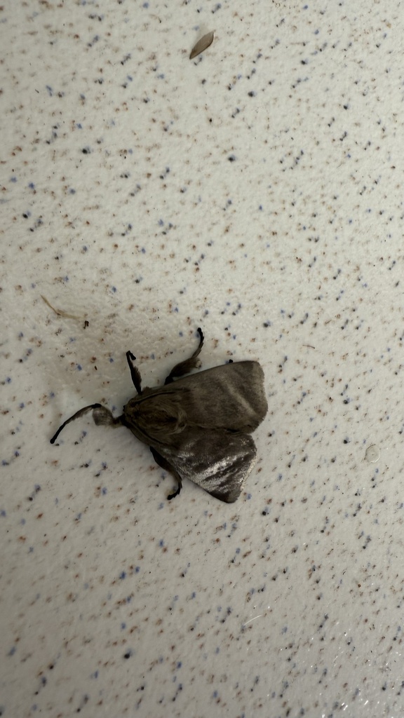 Perola murina