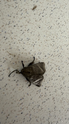 Perola murina
