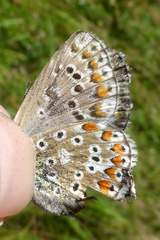 Polyommatus bellargus