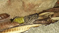 Rhinella major