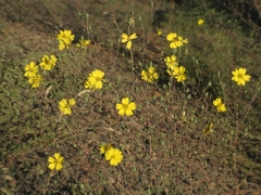 Calycadenia truncata