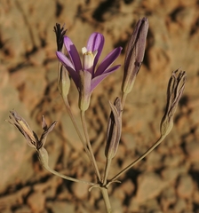 Brodiaea sierrae