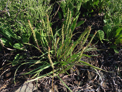 Plantago maritima juncoides