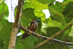 Eurylaimus javanicus