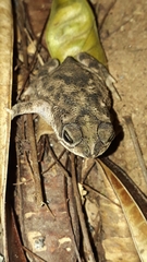 Rhinella major