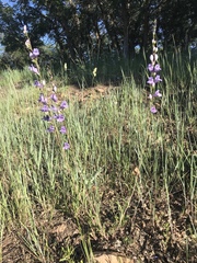 Penstemon comarrhenus
