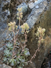 Sedum albomarginatum
