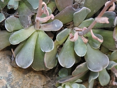 Sedum albomarginatum