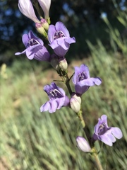 Penstemon comarrhenus