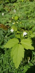 Cardamine diphylla
