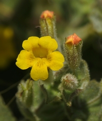 Erythranthe willisii