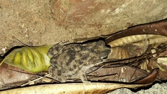Rhinella major
