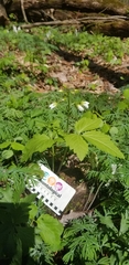 Cardamine diphylla