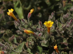 Erythranthe willisii