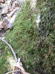 Sciuro-hypnum reflexum