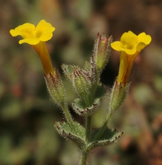 Erythranthe willisii