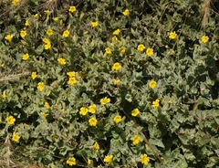 Erythranthe willisii