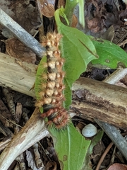 Acronicta longa