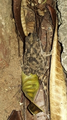 Rhinella major