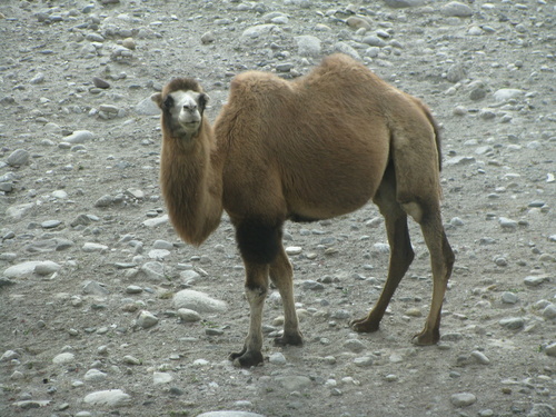 Domestic Bactrian Camel