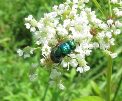 Euperilampus triangularis