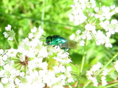 Euperilampus triangularis