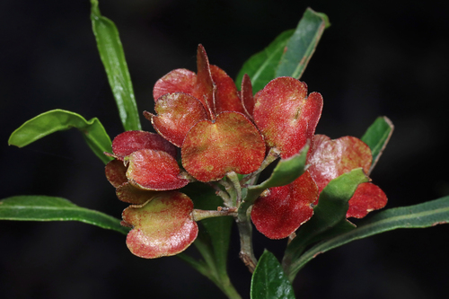 Dodonaea viscosa