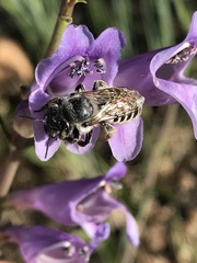 Megachiloides
