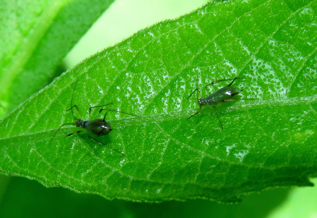 Northern Wingstem Aphid