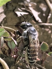 Megachiloides