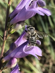 Megachiloides