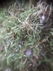 Sciuro-hypnum reflexum