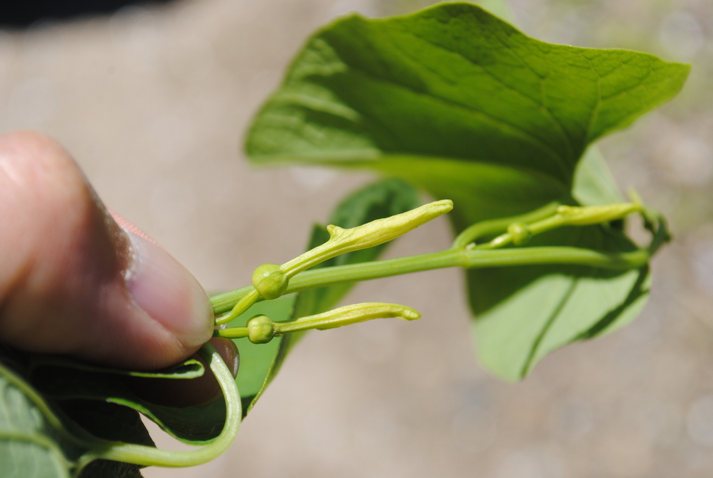 Birthwort — research-grade photo via iNaturalist