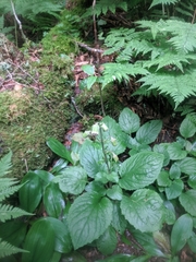 Rugelia nudicaulis