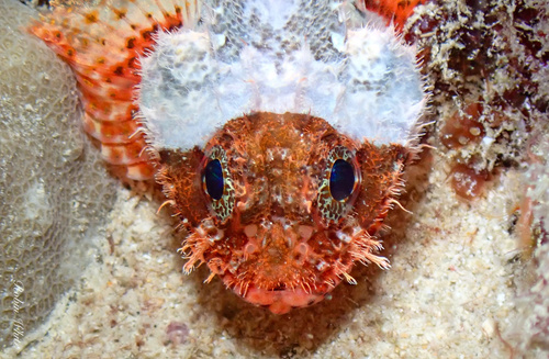 Lowfin scorpionfish (Scorpaenodes parvipinnis) — Scorpaenidae — 4