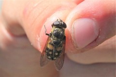 Sericomyia lata