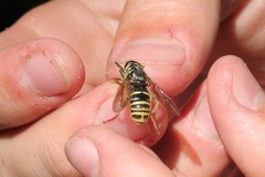 Temnostoma excentrica