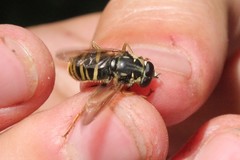 Temnostoma excentrica