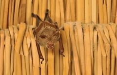 Macronycteris commersonii