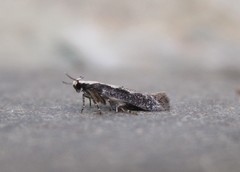 Agnippe prunifoliella