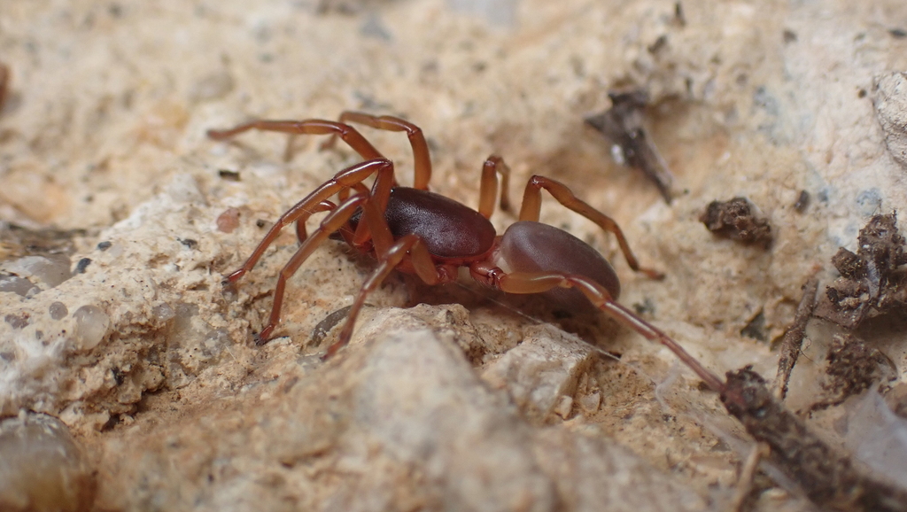 Dysdera graia